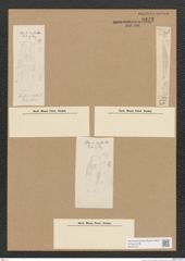 Diatomeae indet. Zeichnungen Sammlung Grunow Nr. 3272 (NHMW-BOT-W0370751)